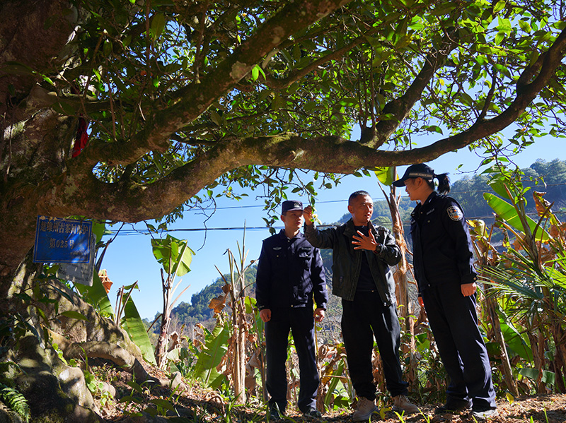 民警查看古茶树保护情况，与村民交谈。